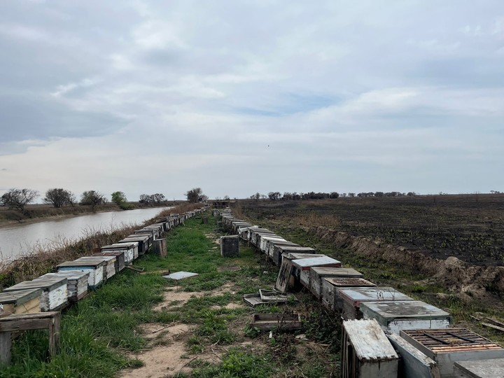 Cajones con colmenas, en una de las incendiadas en el Delta entreriano (2022).